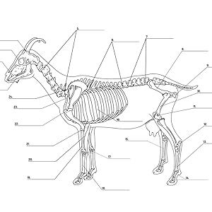 animal anatomy