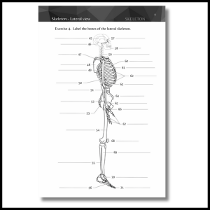 Skeletal anatomy review workbook