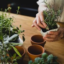 Pair of hands planting seedling in small terra cotta pot on potting table