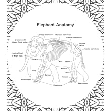 Elephant Anatomy Coloring Book