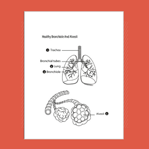 Anatomy coloring book Interior page one