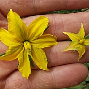 promiscous tomato flower vs domestic flower