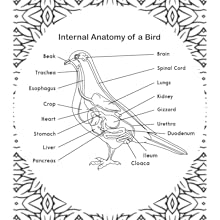 Bird Anatomy Coloring Book