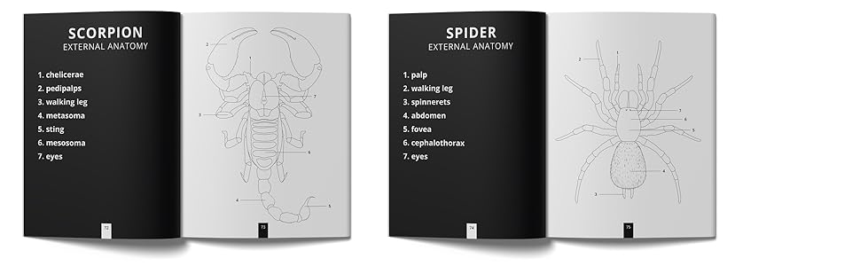 External anatomy of insects and arachnids