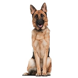 Australian Shepherd Foto