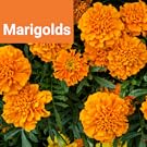 marigolds
