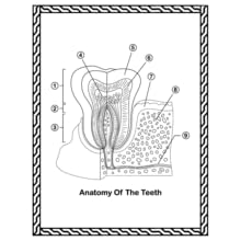 Dental Anatomy Coloring Book, Human Body Anatomy Coloring Book, Tooth Anatomy Coloring Book