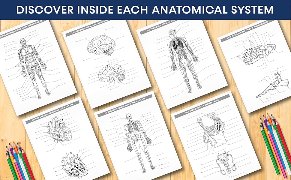 human body coloring book