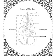 Dog Anatomy Coloring Book