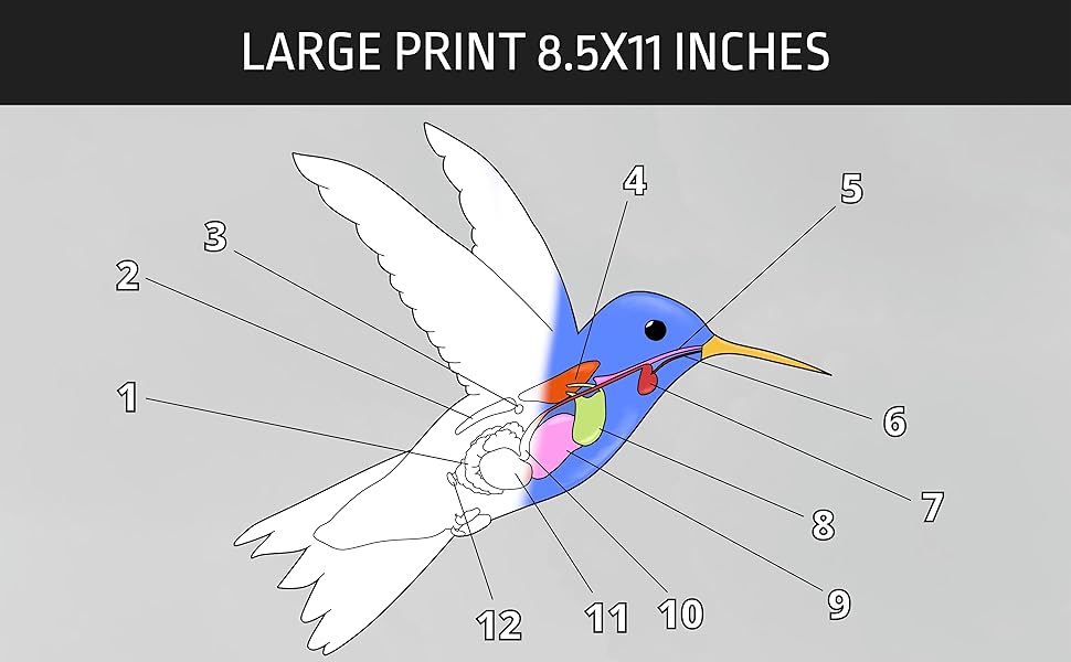 hummingbird anatomy coloring book