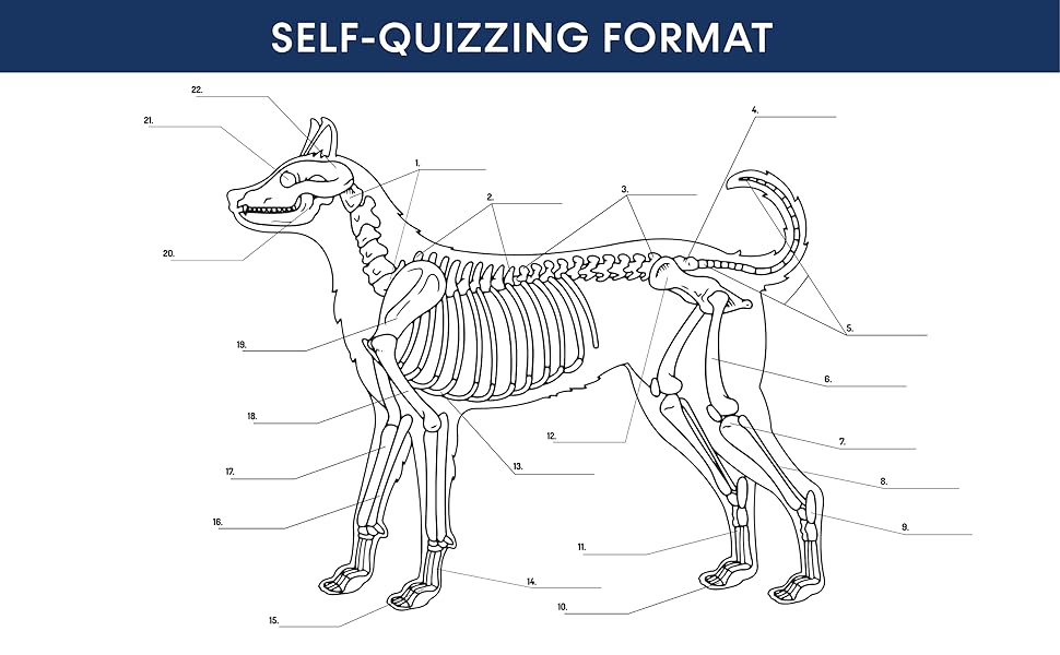 dog anatomy coloring book