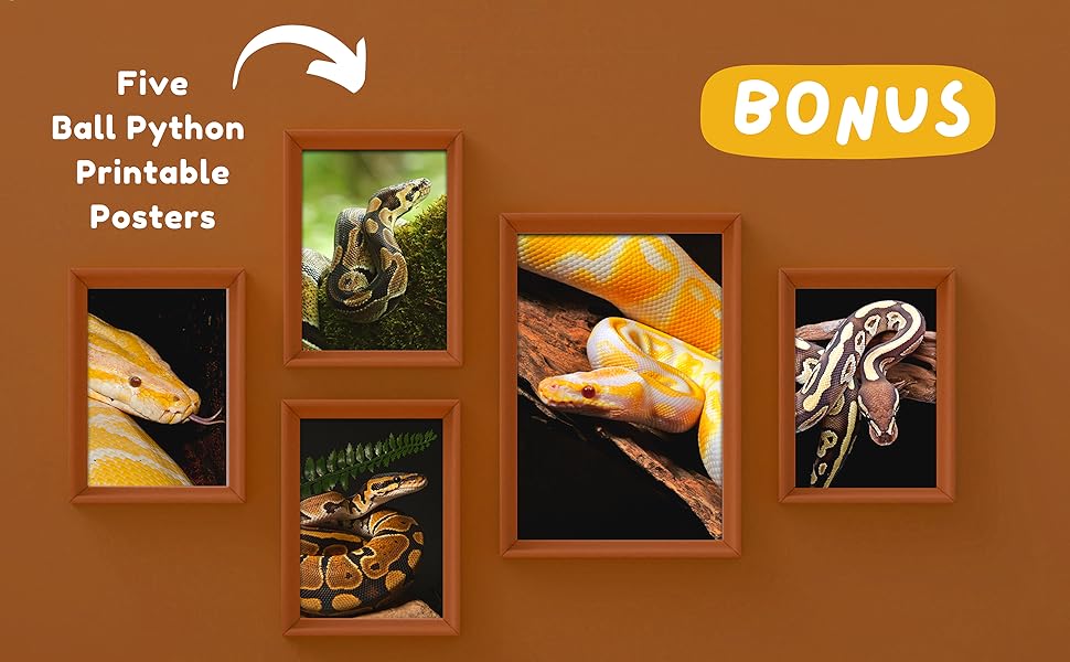 Fun Facts About Ball Python: 24 Frequently Asked Questions by Python ...