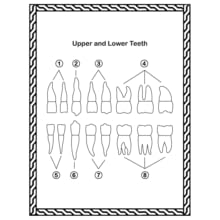 Human Dental Anatomy Coloring Book
