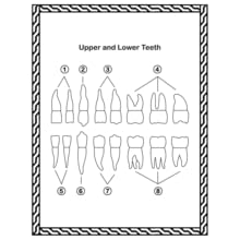 Human Dental Anatomy Coloring Book