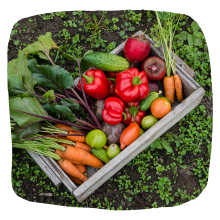 Vegetable Companion Vegetables