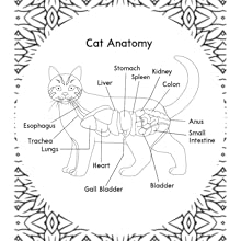 Cat Anatomy Coloring Book