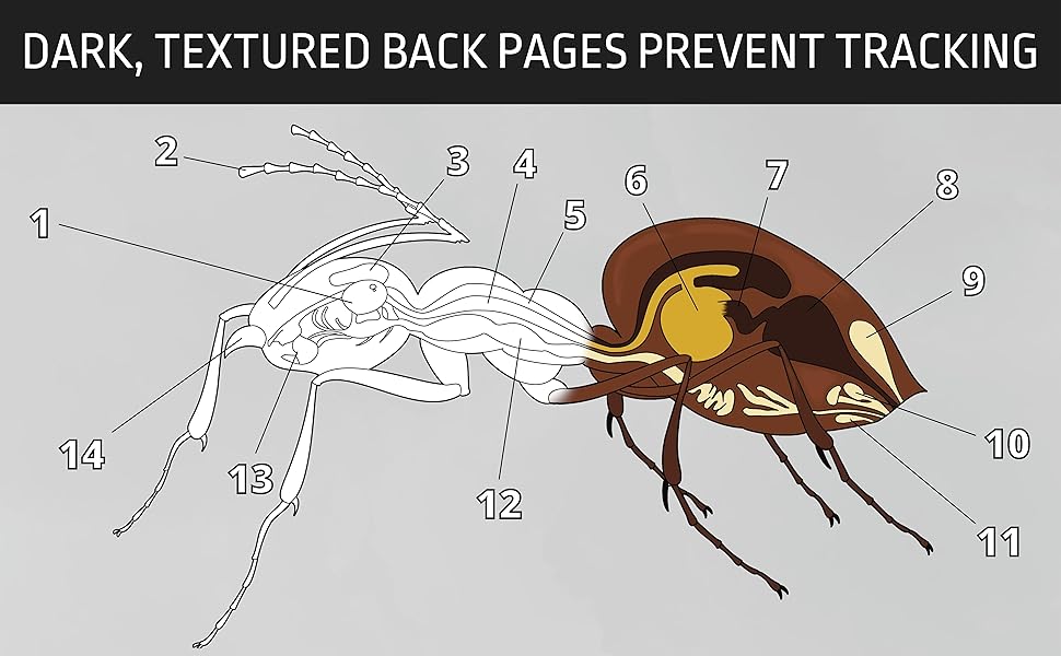 ant anatomy coloring book