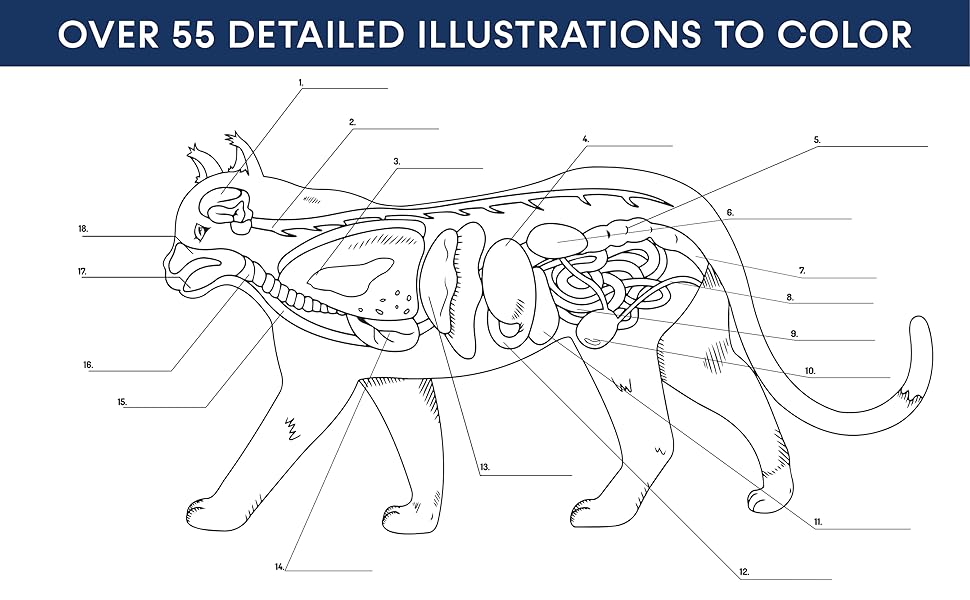 animal anatomy coloring book