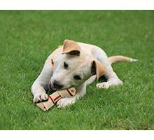 smartbones stuffed twistz