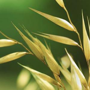 AVEENO DAILY MOISTURIZING LOTION