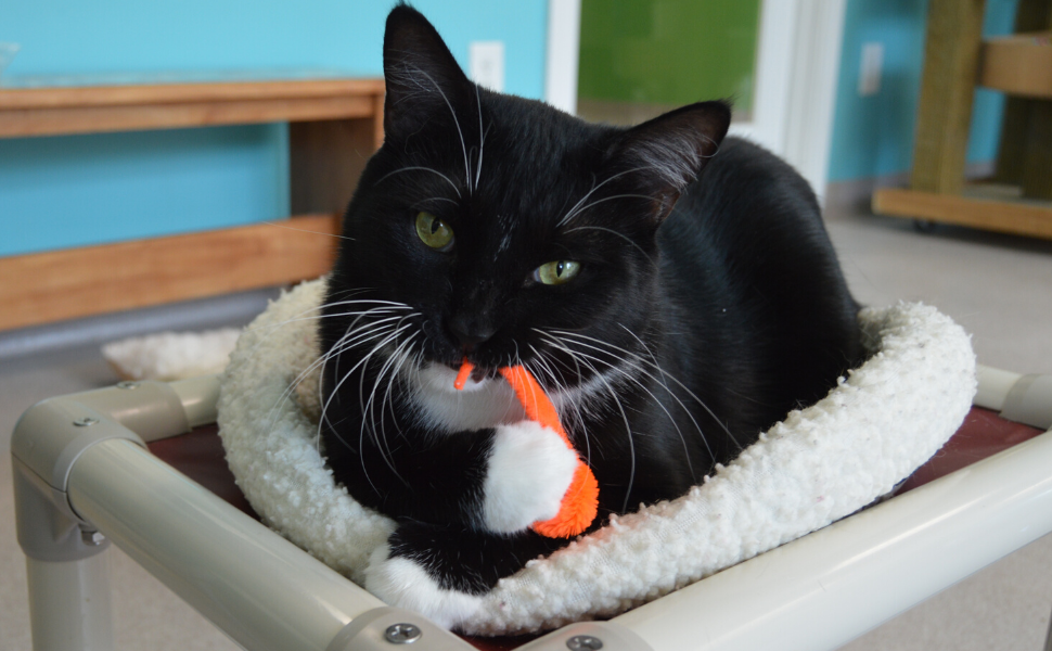 black cat chewing on a wiggly pong ball cat toy