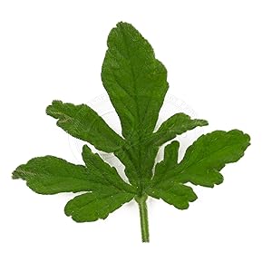 geranium leaf