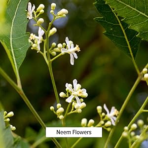 Banyan Botanicals neem flowers