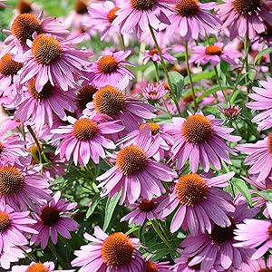 Coneflower herb seed
