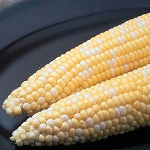 Siwakorn ページ Amazon.com : Silver King Hybrid Corn Garden Seed - 1 Lb
