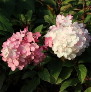 Small manufacture image 12