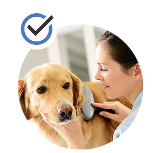 PetHonesty Salmon Oil