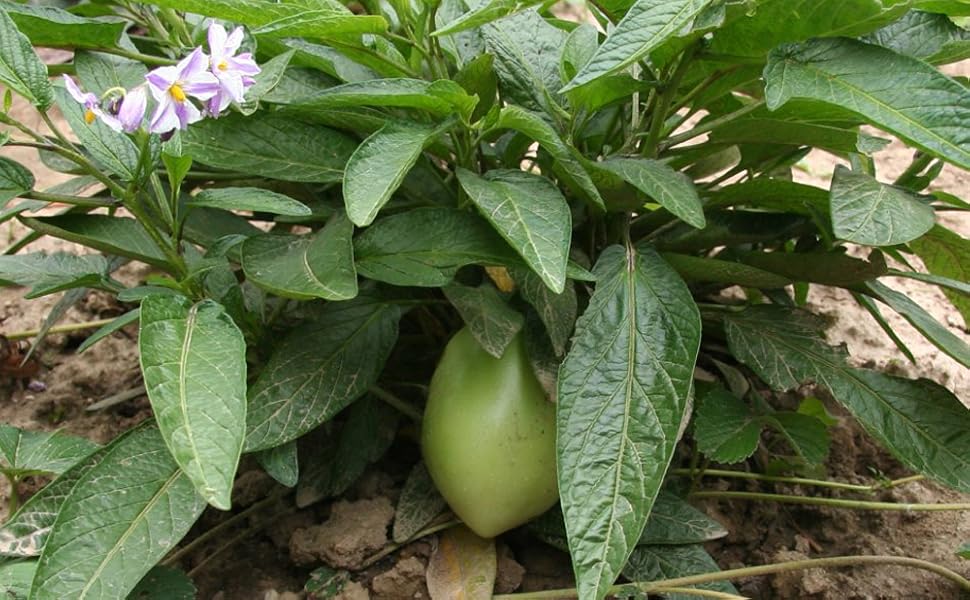 Amazon.co.jp レアトロピカルフルーツ ペピーノ【果樹苗 10.5cmポット実生苗/1個】生長が早く苗から3~4ヶ月程で収穫で、夏