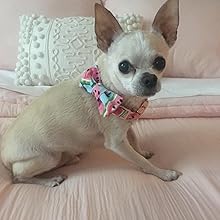 Unique style paws Dog Collar with Detachable Bow tie, Adjustable Dog Collars with Bow for Small Medium Large Dogs or Cats XXS-XL 17