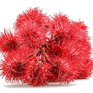 olio di cocco ricino maschera capelli per ciglia swisse pelle unghie compresse olaplex siero puro