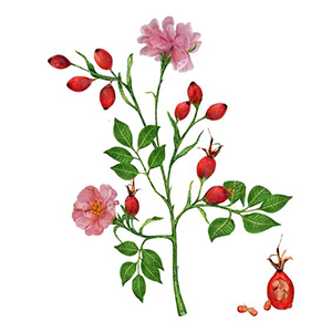 Rosehip
