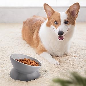 pet for small dog