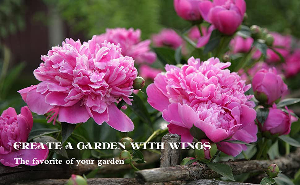 ✳︎peony✳︎ Peony Seeds - Common/Chinese – The Incredible Seed Company Ltd