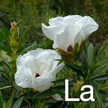 Labdanum Extract