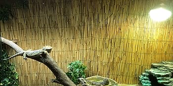 reptillien wärmeleuchte wärme-lampe heizen temperatur gesteuert brüten vogel vögel eier