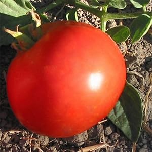 Amazon.co.jp: ITANSE トマト苗 らくらく大玉トマト(単為