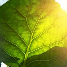 wheatgrass, juice, herbal, ayurvedic, ayurveda