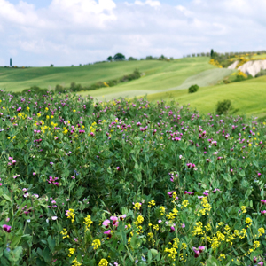meadow