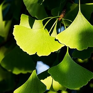 Solage supplément nutritionnels français santé naturel efficacité nature science compléments