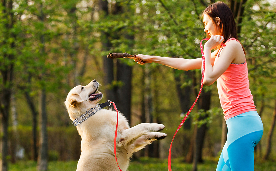 dog choke collar medium