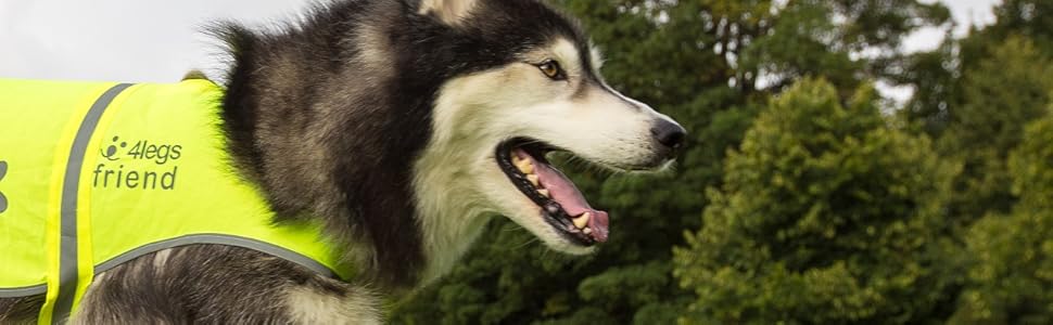 Lab with Yellow vest