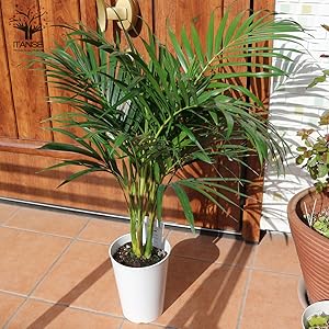 Amazon Co Jp アレカヤシ 観葉植物 6号プラスチック鉢 品種で選べる観葉植物 小型 リビングやオフィス向きサイズ 1個売り 学名 Dypsis Lutescens 原産国 マダガスカル アフリカ等熱帯雨林気候地区 初心者にも丈夫で育てやすい観葉植物として定評のあるアレカヤシ