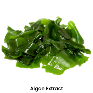  Algae Extract