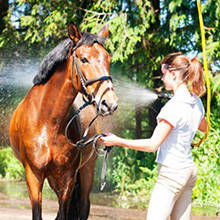 Chauffe-eau à Gaz Camplux BW264C 10L Avec Couvercle De Pluie, Norme GAR Certifiée CE, Utilisation Pour Le Camping, Les RV, Le Lavage Du Cheval 21 Chevaux de baignade