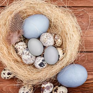 オイバツィカのガラス製鳥は卵 オイバツィカのガラス製鳥は卵