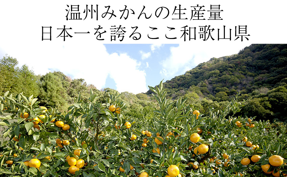 Amazon.co.jp: ふみこ農園 ギフト 温州みかんジュース 100